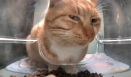 小猫的视频,小猫视频集锦